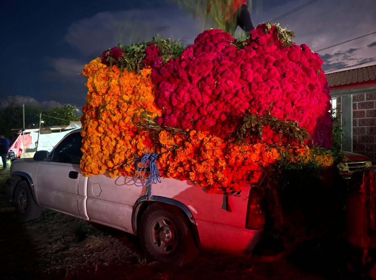 Atlixco se consolida como máximo productor de flor de muerto